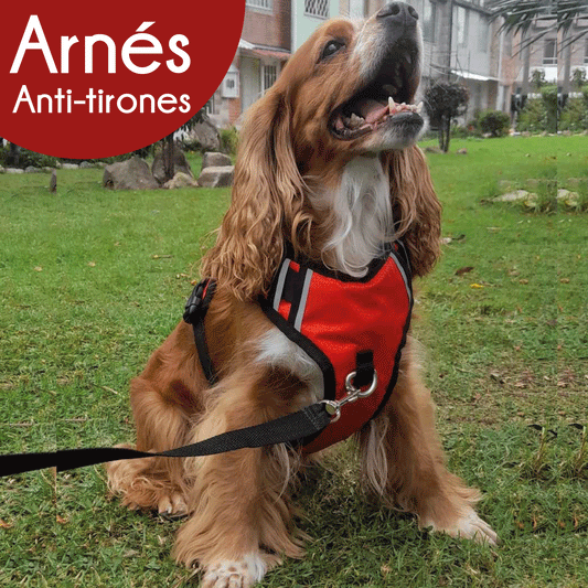 Arnes Antitirones Para Perro MAS CORREA GRATIS